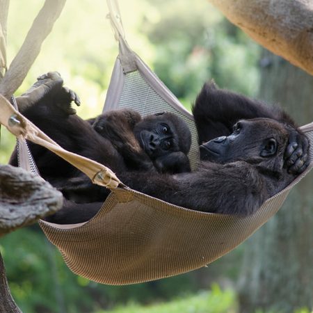 Gorillas relaxing in a 4' x 8' Primate Hammock