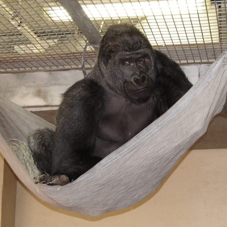4' x 6' Heavy Duty Mesh Hammock
