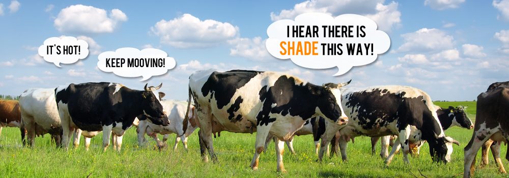 Cows heading toward shade: “It's hot!” “Keep mooving!” “I hear there is shade this way!”